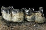 Fossil Rhino (Stephanorhinus) Jaw Section - Germany #111878-1